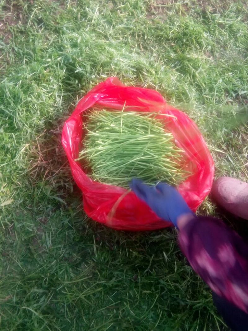 芦篙