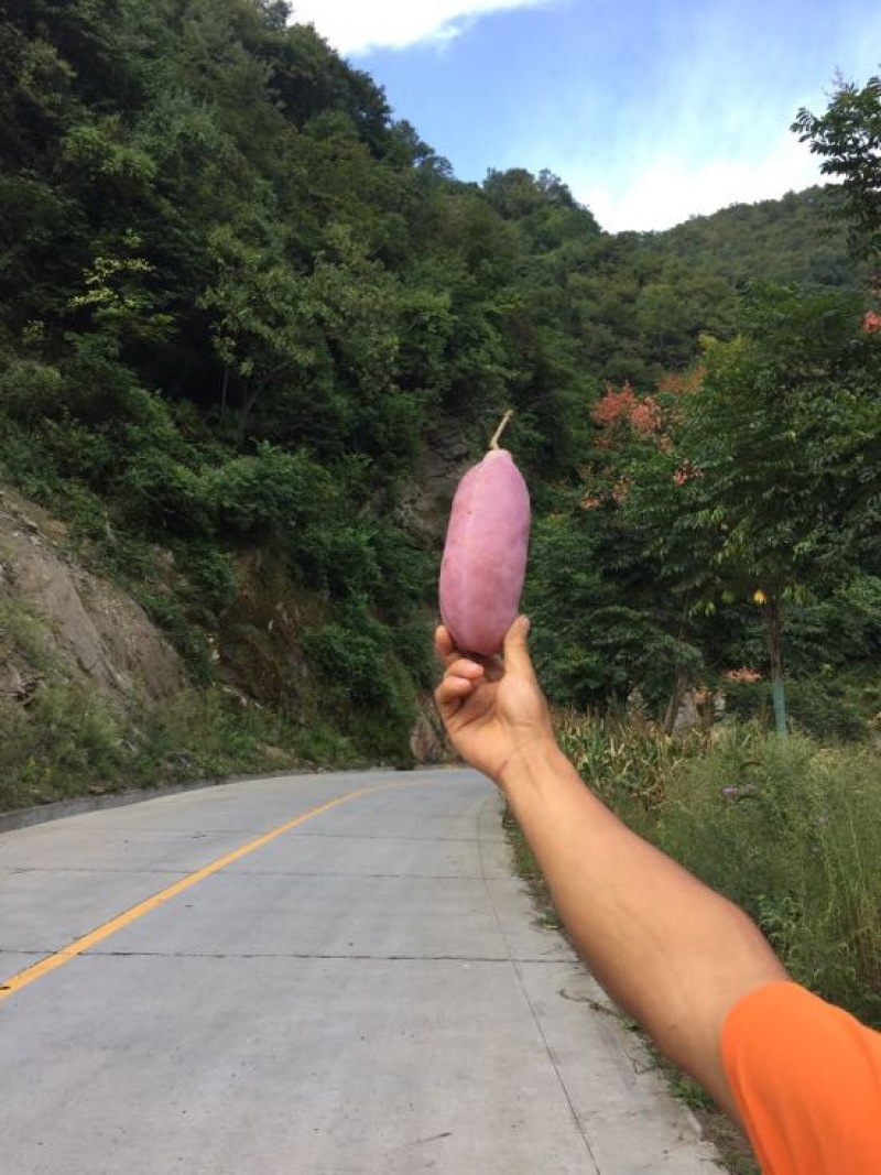 八月瓜