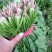 大叶菠菜