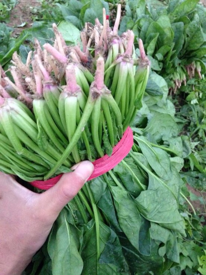 大叶菠菜