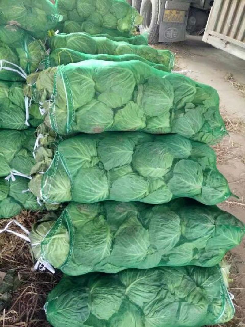 湖北精品圆包菜2~3公斤，欢迎全国采购商来电