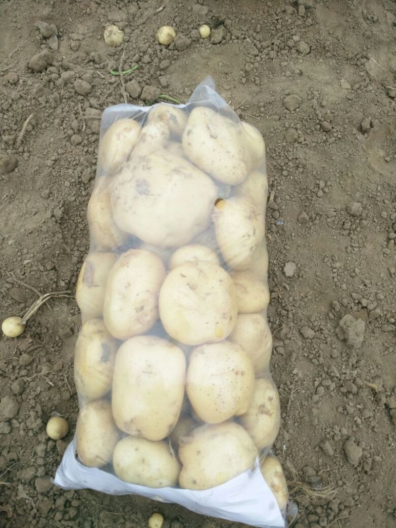 荷兰十五土豆1两以上精品