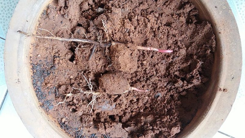 薄皮核桃30mm以上去皮