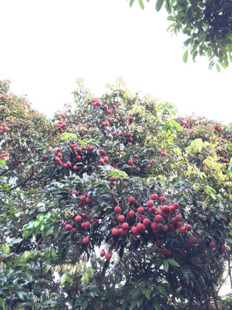 糯米糍荔枝