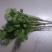 大叶香菜