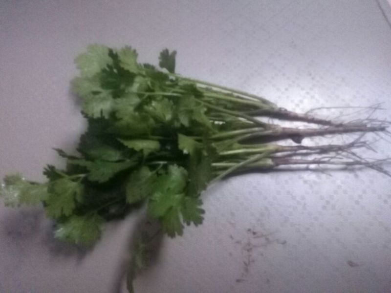 大叶香菜