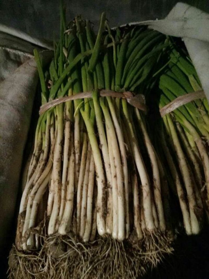 分葱大葱净葱1cm左右40cm以上