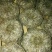 金瓜茶一级
