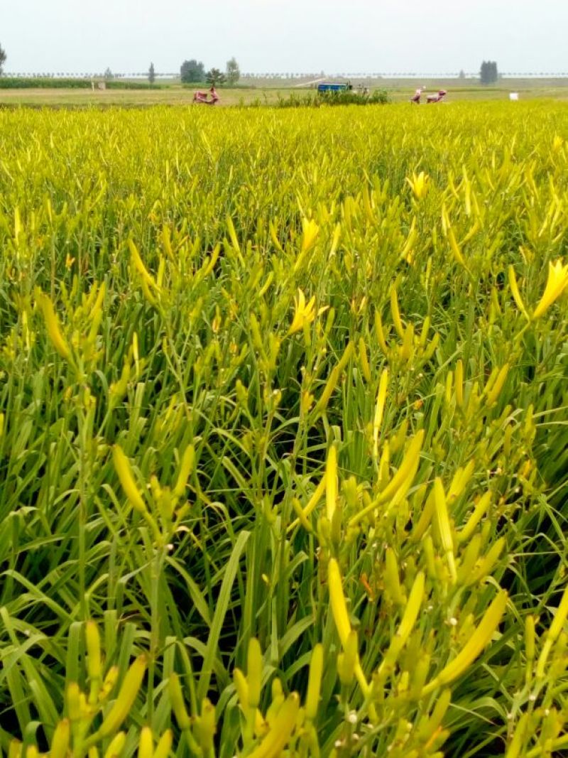 干黄花菜散装一级