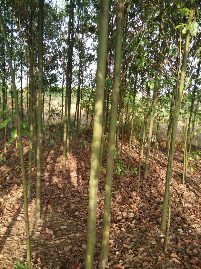 大叶香樟4~6cm4~6cm3~3.5米欢迎惠顾
