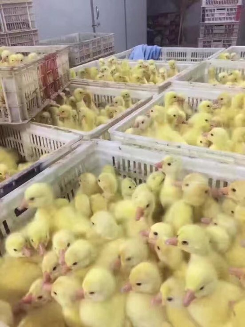 鹅苗