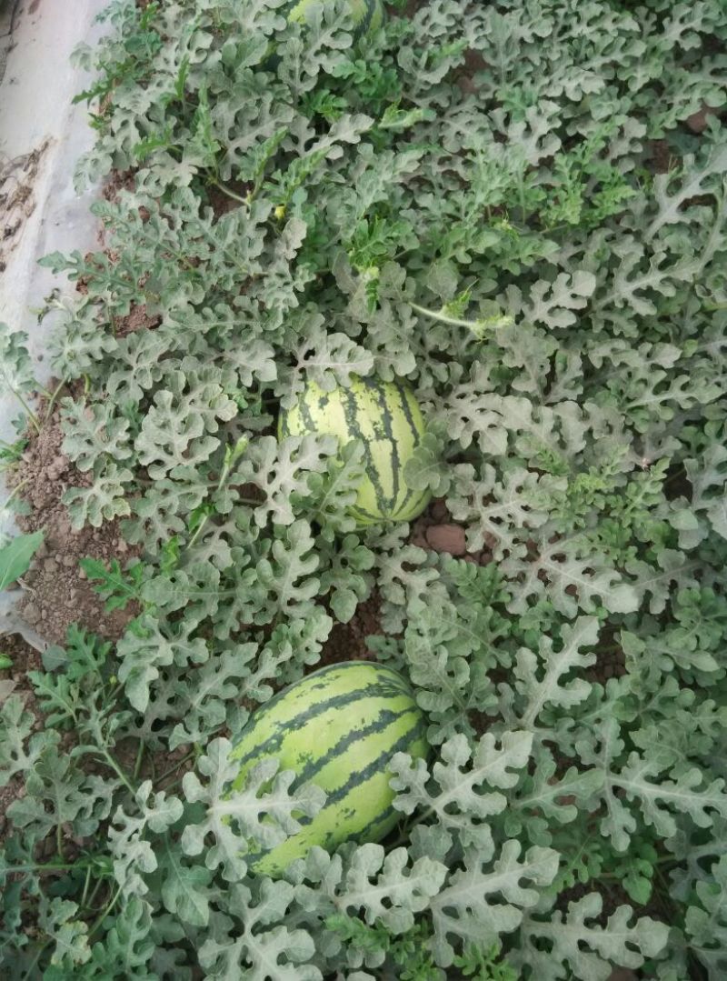 西瓜10斤打底8成熟1茬