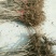 红王子锦带花30~50cm
