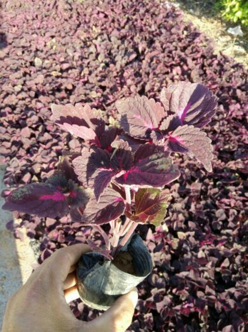 角堇，花色多，抗冻行草花，可做花海，道路租摆等等，大量有
