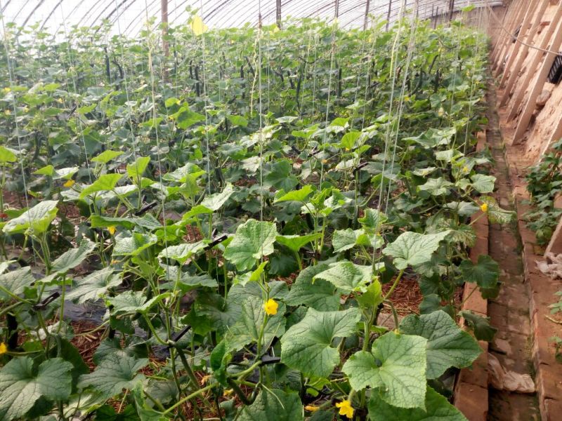 刺黄瓜18~22公分干花带刺