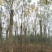 黄山栾树