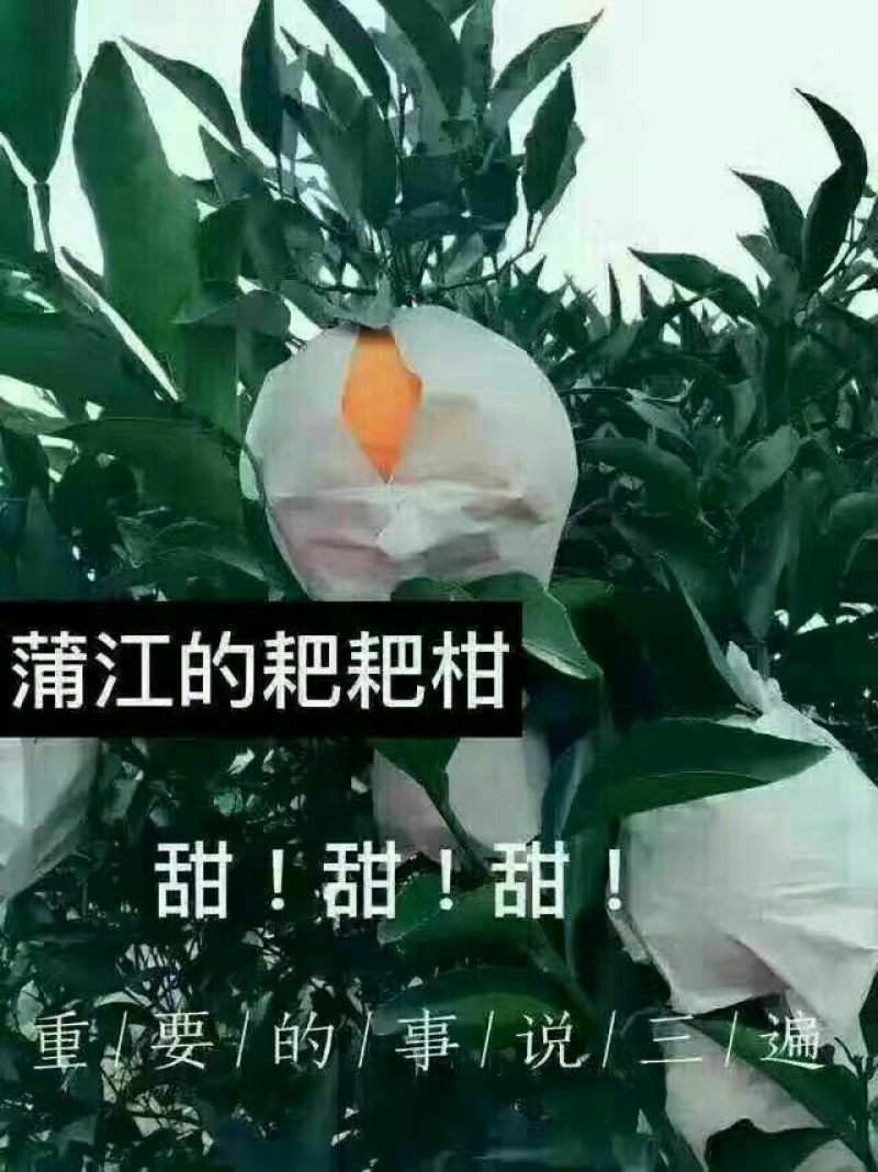 春见柑桔75cm以上
