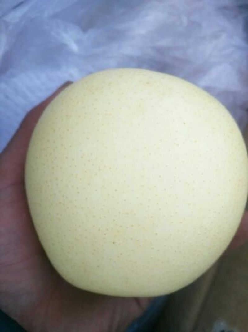 皇冠梨300~350g筐装