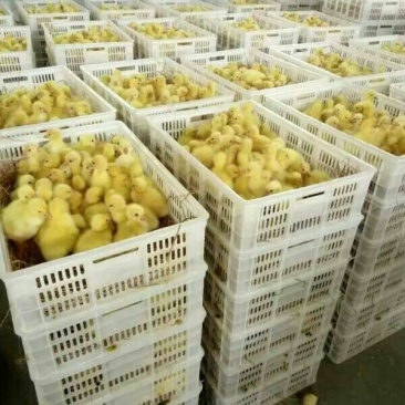 鹅苗250g以上