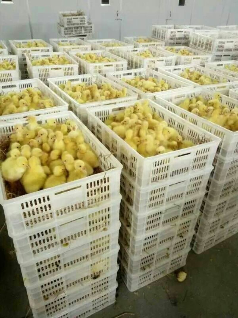 鹅苗250g以上