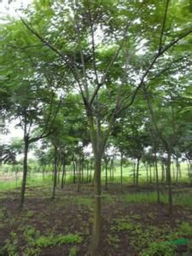 黄山栾树8~10cm6~8cm2.5~3米