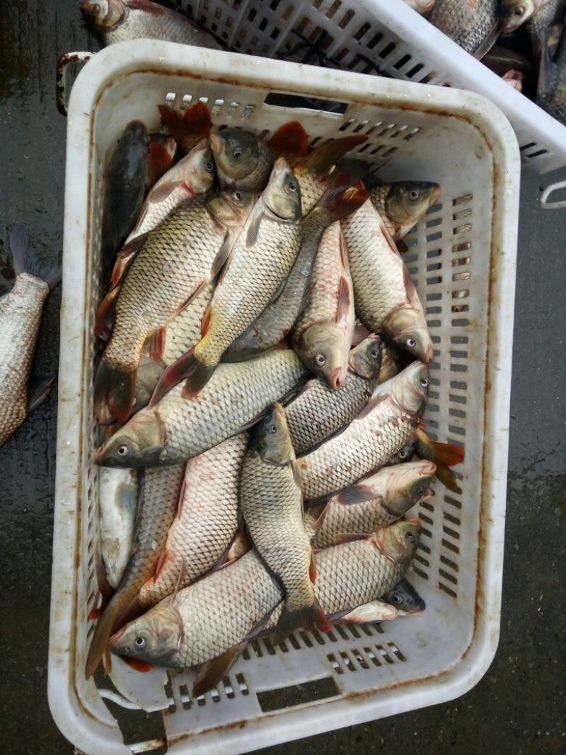 野鲤食用1~2公斤