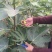 无花果树苗1~1.5m