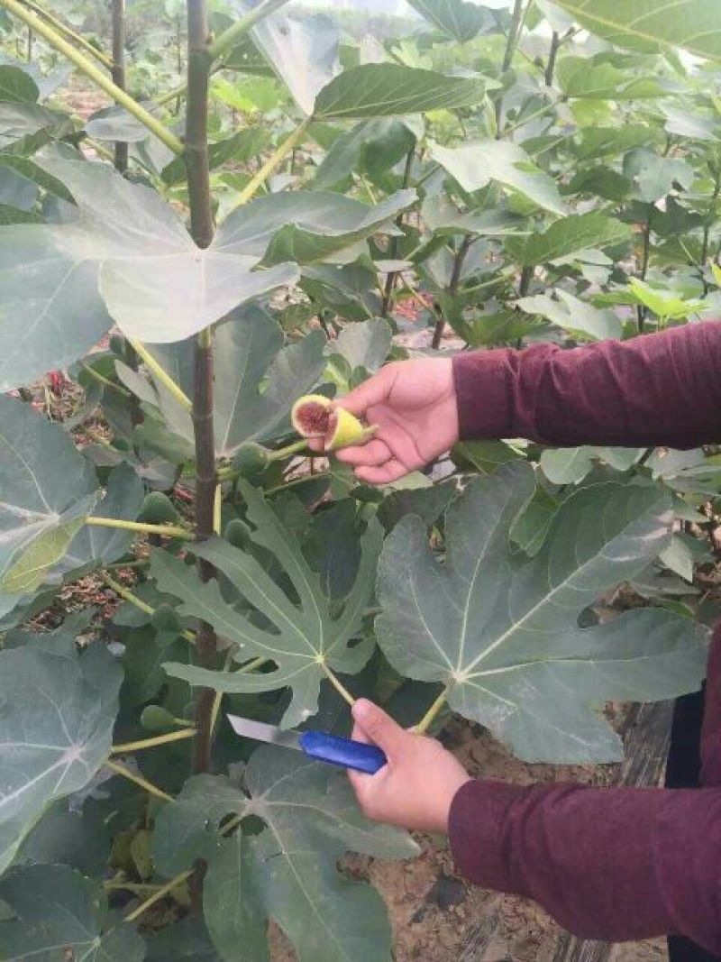 无花果树苗1~1.5m