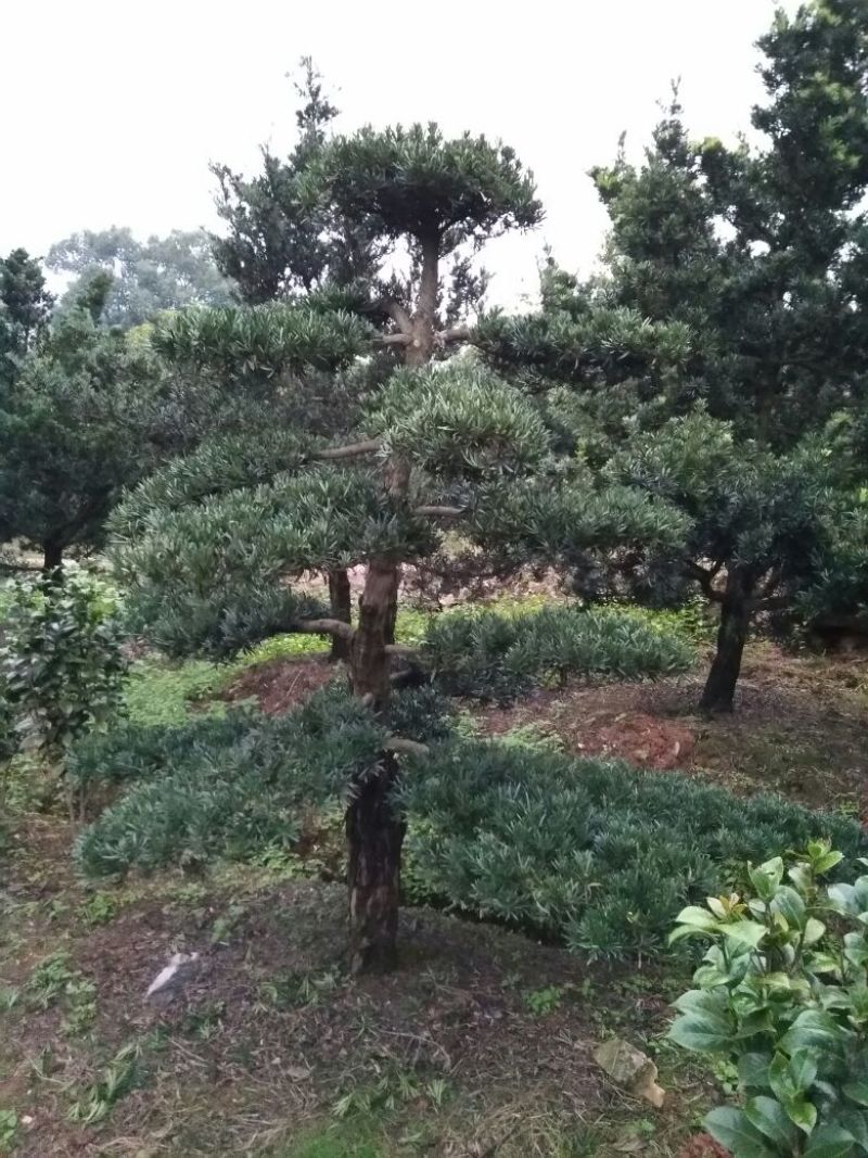 造型松14公分