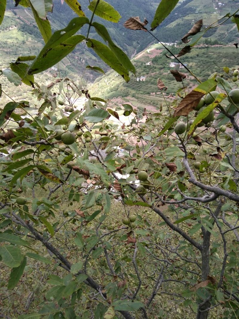 山核桃去皮