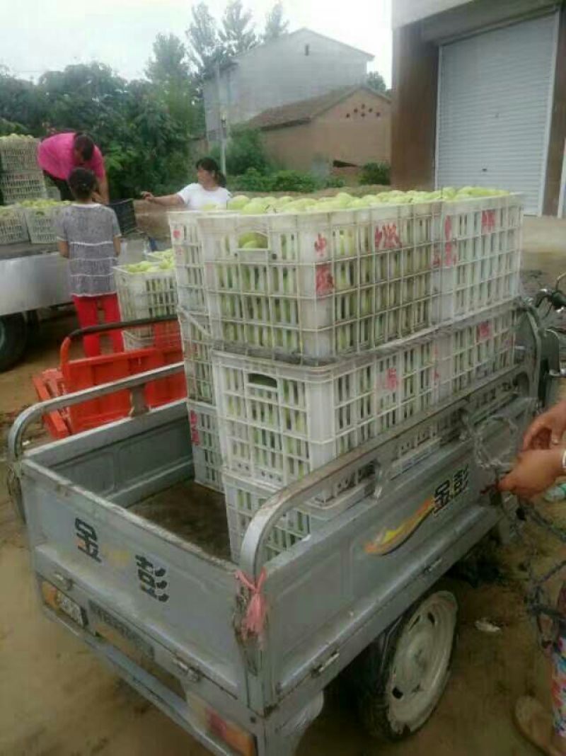 皇冠梨100~150g光果