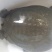 生态甲鱼2~2.5斤