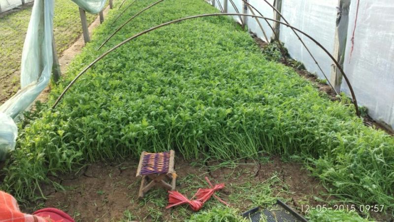 小叶茼蒿