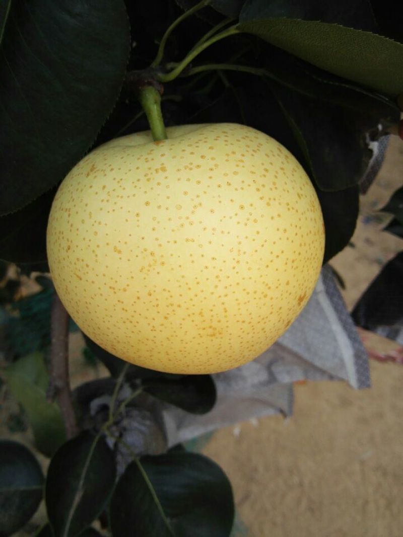 皇冠梨250~300g纸袋