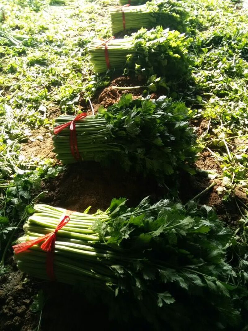 冷棚芹菜上市，黄亮杆叶片好中颗菜，按需装货全国发货