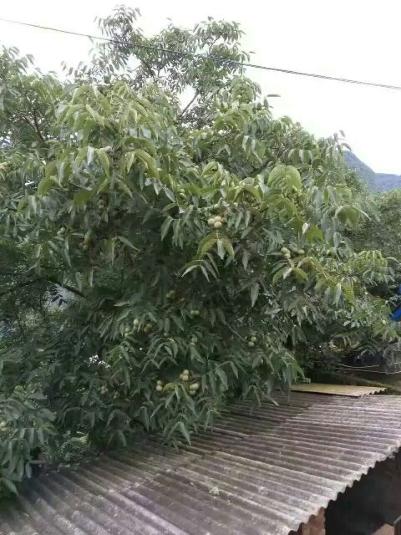 山核桃30mm以上去皮干