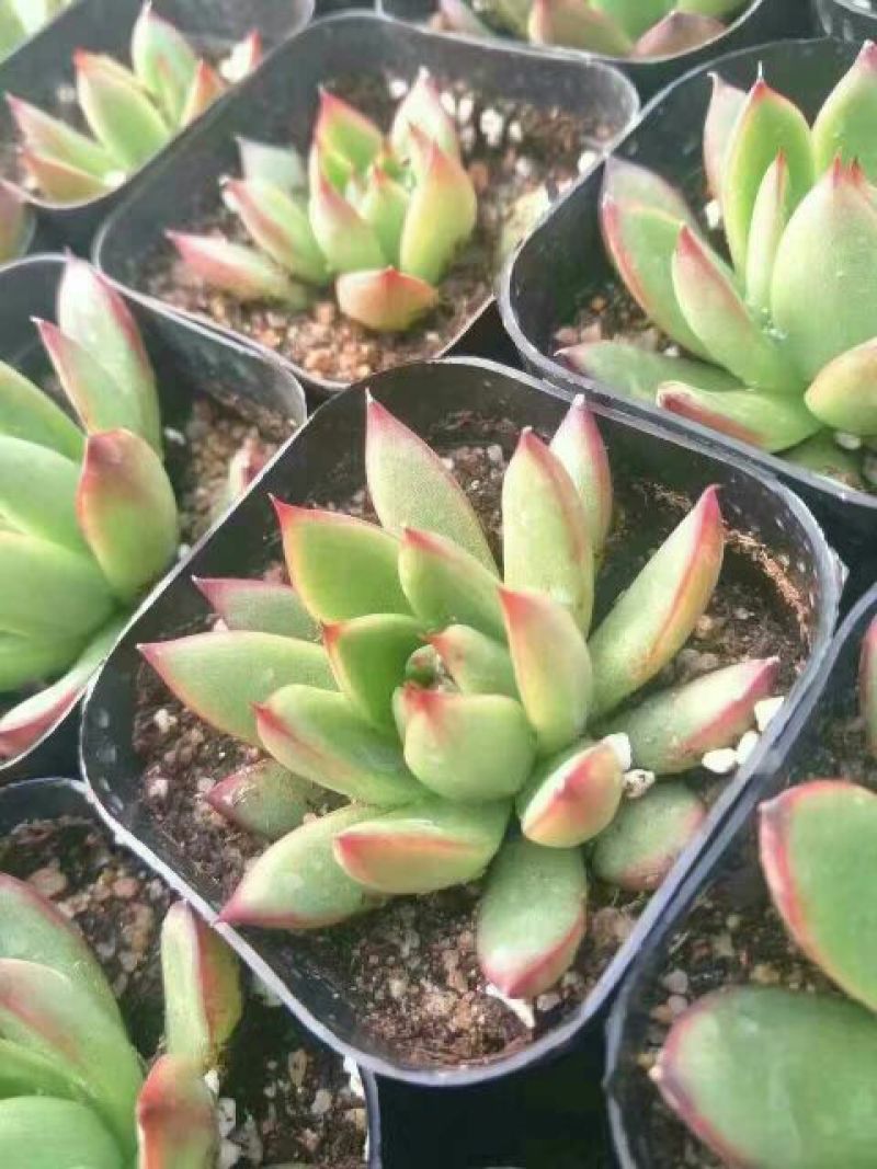 多肉植物含盆