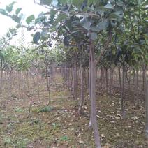 苹果树嫁接品种苹果树2-5公分有货定杆苹果树