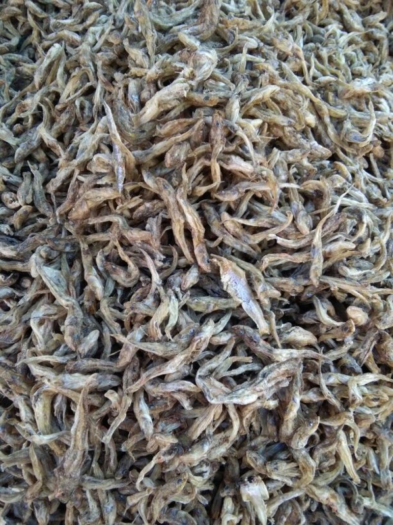 毛花鱼干
