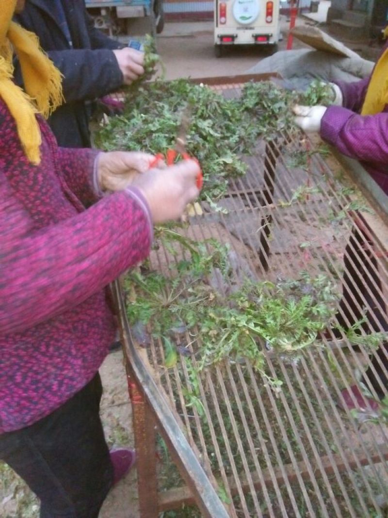 荠菜5cm以上