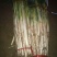 大葱25~30cm毛葱2cm左右
