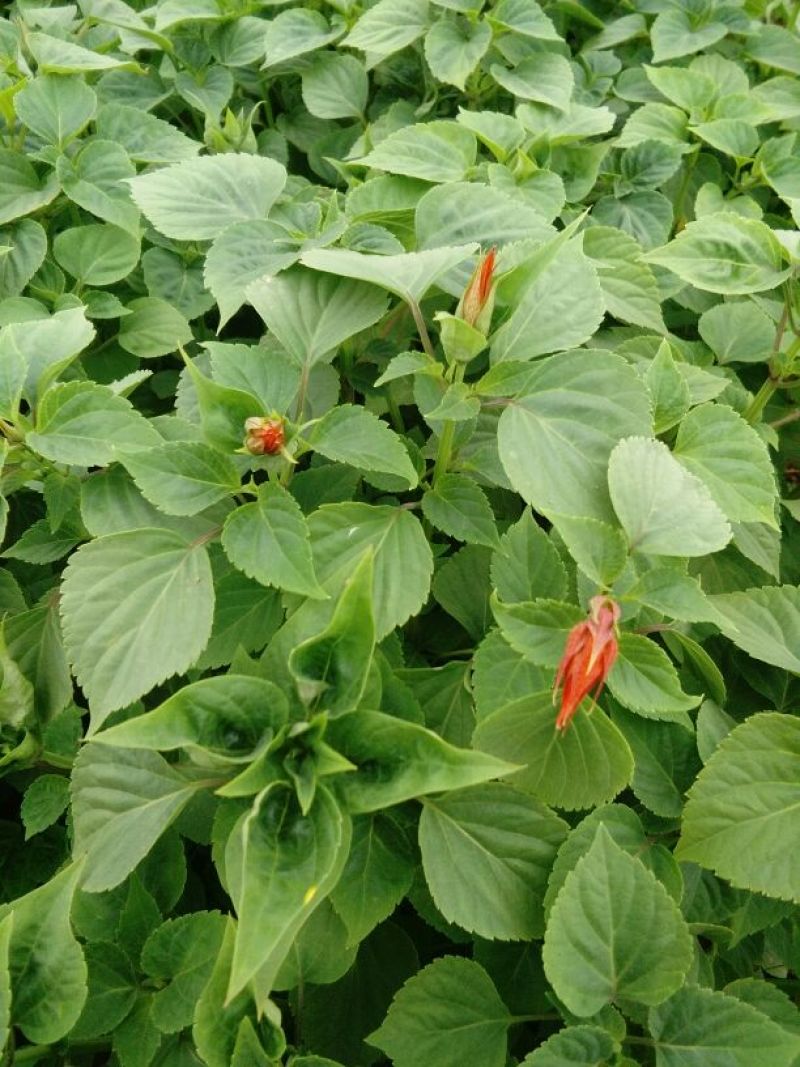 矮牵牛石竹一串红孔雀草几十种草花杯苗大量供应