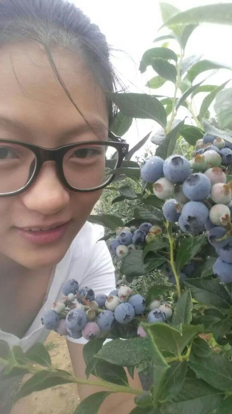 蓝莓鲜果12~14mm以上