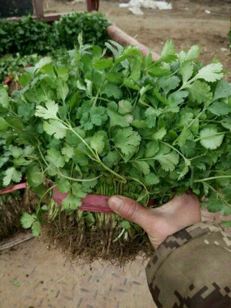 大叶香菜