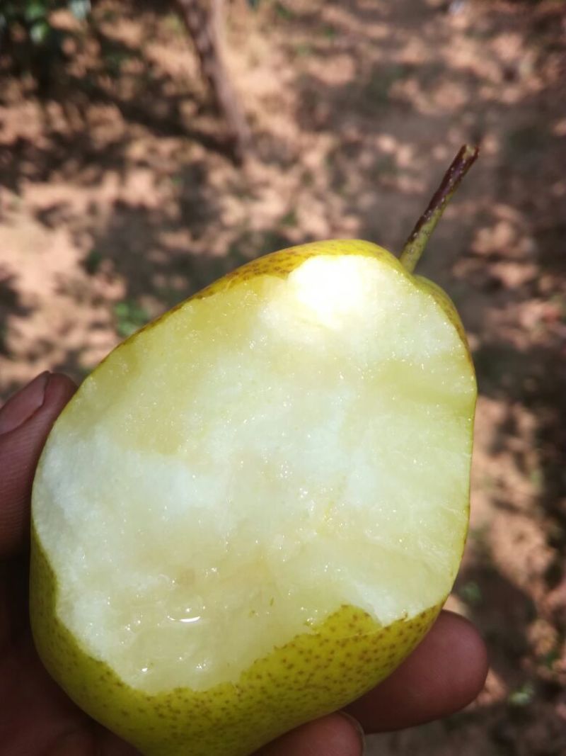 美人酥膜袋
