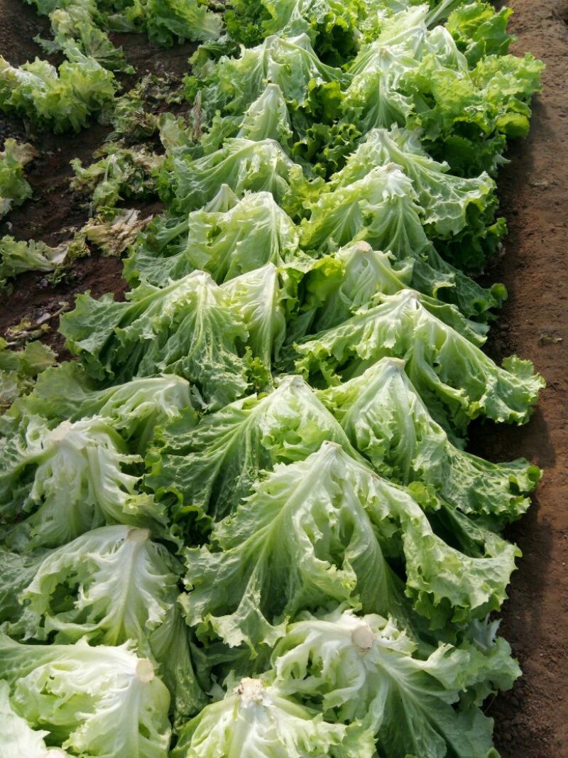 山东寿光精品生菜，大量上市，质量保证，货发全国，商超品