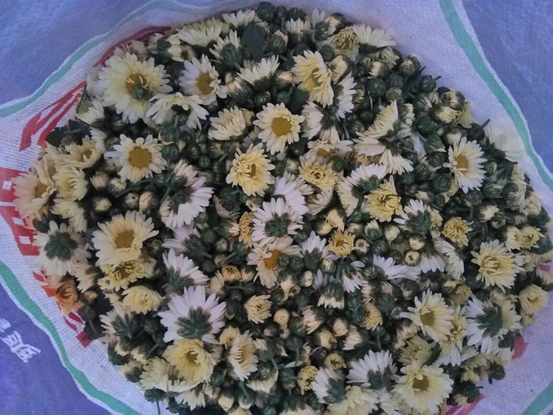 杭州白菊散装