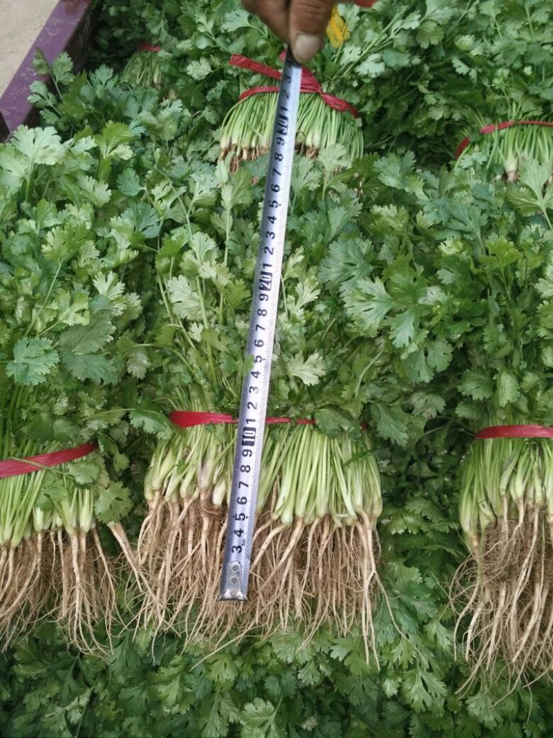 大叶香菜铁杆香菜25~30厘米