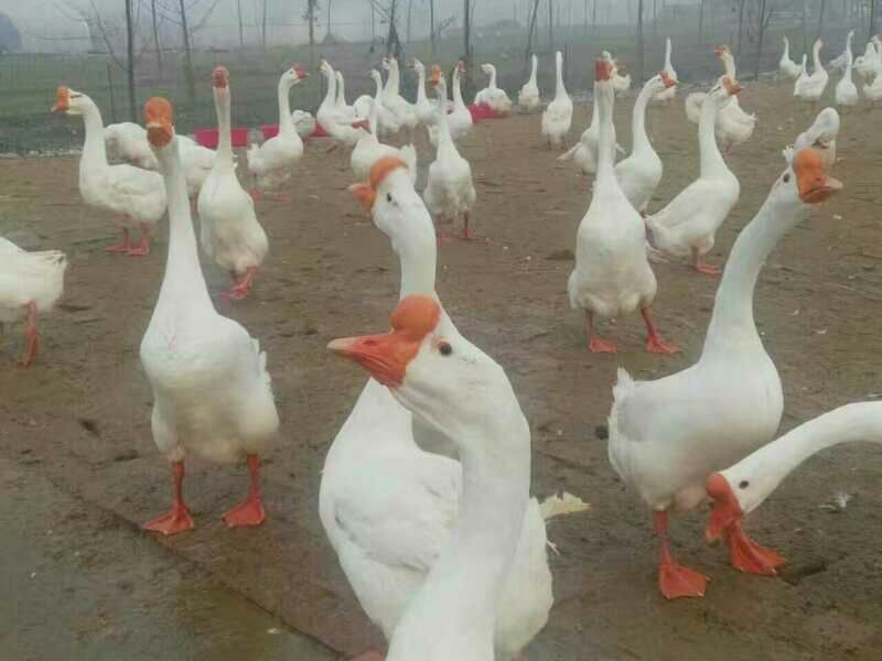 皖西白鹅苗250g以下