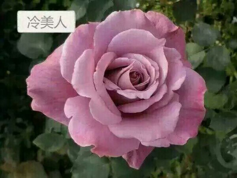 月季苗10~20cm，各种规格都有，量大从优，低价出售